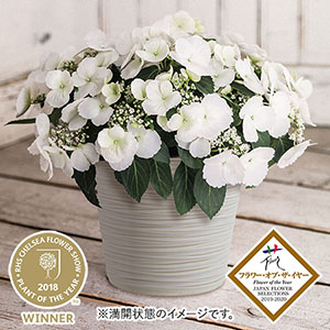 ���A���u�A�W�T�C�@���O�����W�A�@�u���C�_���V�����[�v