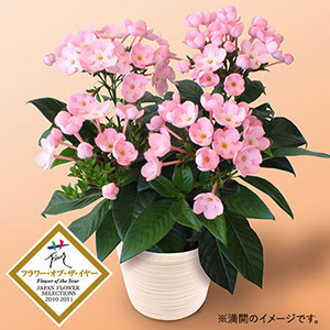 ���A���u�V�R�A���}�̑��蕨�@�ɂ������@�R�R�v
