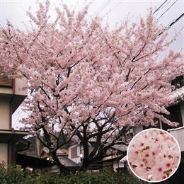 記念樹・シンボルツリー「桜（ソメイヨシノ）」