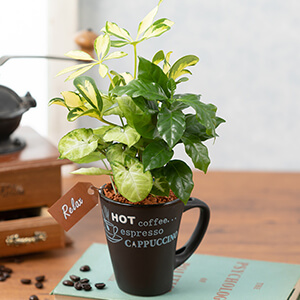 寄せ植え「コーヒーブレイク」