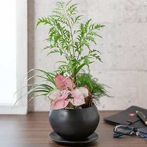 寄せ植え「ラブラブ・フラミンゴ」