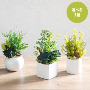 �v���U�[�u�h�t�����[�u��̂Ђ�̐X���E���h�v