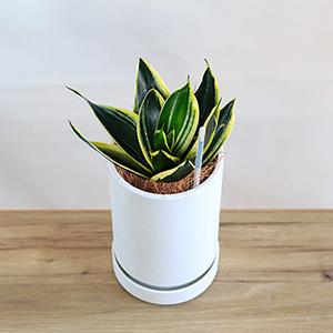 �ϗt�A���u�͂��߂ẴC���e���A�O���[���@�T���X�x���A�v