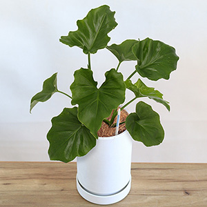 �ϗt�A���u�͂��߂ẴC���e���A�O���[���@�Z���[���v