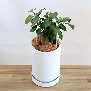 �ϗt�A���u�͂��߂ẴC���e���A�O���[���@�K�W���}���v