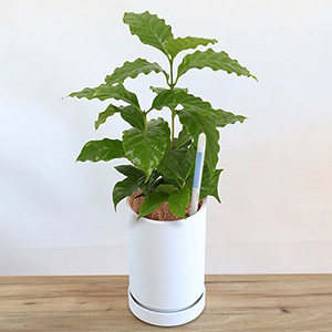 �ϗt�A���u�͂��߂ẴC���e���A�O���[���@�R�[�q�[�̖؁v