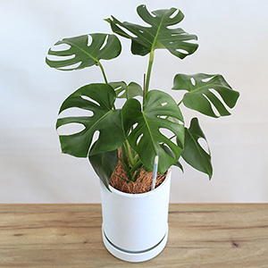 �ϗt�A���u�΂̂����炵�@�����X�e��5���v