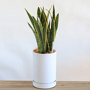 �ϗt�A���u�΂̂����炵�@�T���X�x���A5���v