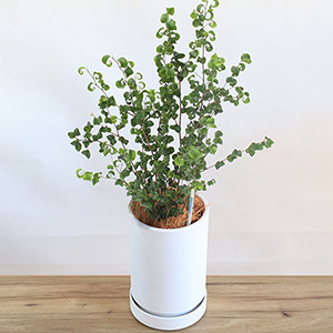 �ϗt�A���u�΂̂����炵�@�x���W���~���E�o���b�N5���v