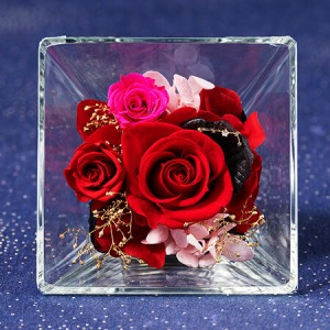 �v���U�[�u�h�t�����[�u�R�t���E�h�E�X�e���`���r���`�v