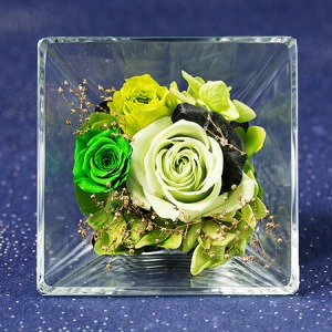 �v���U�[�u�h�t�����[�u�R�t���E�h�E�X�e���`�������`�v