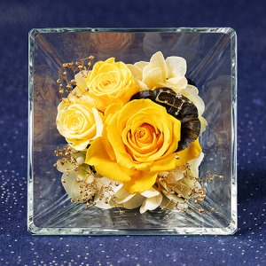 �v���U�[�u�h�t�����[�u�R�t���E�h�E�X�e���`�o�q���`�v