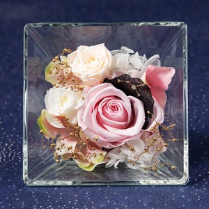 �v���U�[�u�h�t�����[�u�R�t���E�h�E�X�e���`�I���`�v