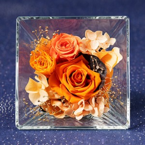 �v���U�[�u�h�t�����[�u�R�t���E�h�E�X�e���`���q���`�v