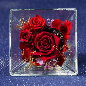 �v���U�[�u�h�t�����[�u�R�t���E�h�E�X�e���`嶍��`�v