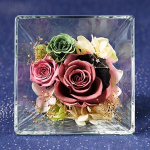 �v���U�[�u�h�t�����[�u�R�t���E�h�E�X�e���`�R�r���`�v