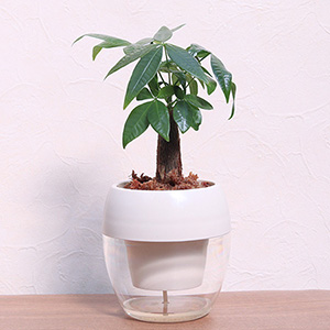 �ϗt�A���u�͂��߂Ă���Ɉ��S�@�݂��Ă܂��(R)�@�p�L���v