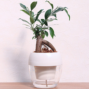 �ϗt�A���u�͂��߂Ă���Ɉ��S�@�݂��Ă܂��(R)�@�K�W���}���v