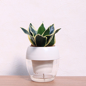 �ϗt�A���u�͂��߂Ă���Ɉ��S�@�݂��Ă܂��(R)�@�T���X�x���A�i�n�j�[�j�v