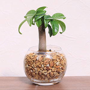 �ϗt�A���u�y���g��Ȃ������O���[���̕�炵�@�p�L���v