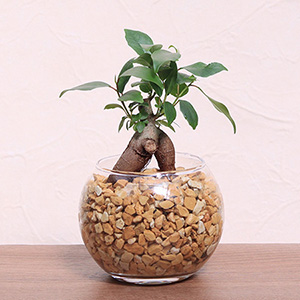 �ϗt�A���u�y���g��Ȃ������O���[���̕�炵�@�K�W���}���v