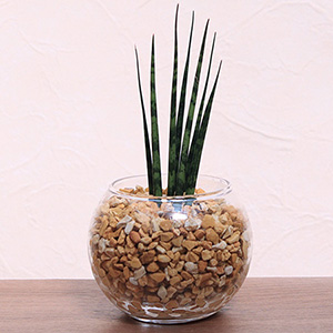 �ϗt�A���u�y���g��Ȃ������O���[���̕�炵�@�T���X�x���A�i�~�J�h�j�v