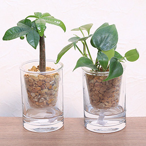 �ϗt�A���u���傱���ƃC���e���A�O���[���@�p�L�����I�L�V�J���W�E���v