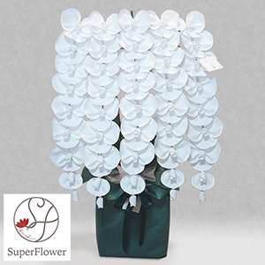 �X�[�p�[�t�����[�u�Ӓ����@�v���X�e�[�W�v