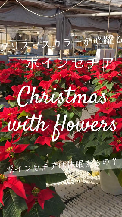 「Christmas with flowers:ポインセチアは休眠するの？」