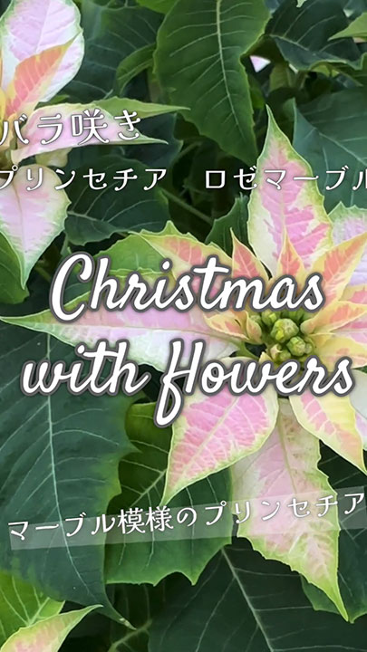 「Christmas with flowers:マーブル模様のプリンセチア」」