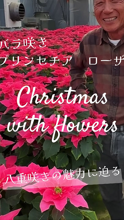 「Christmas with flowers:八重咲の魅力に迫る」