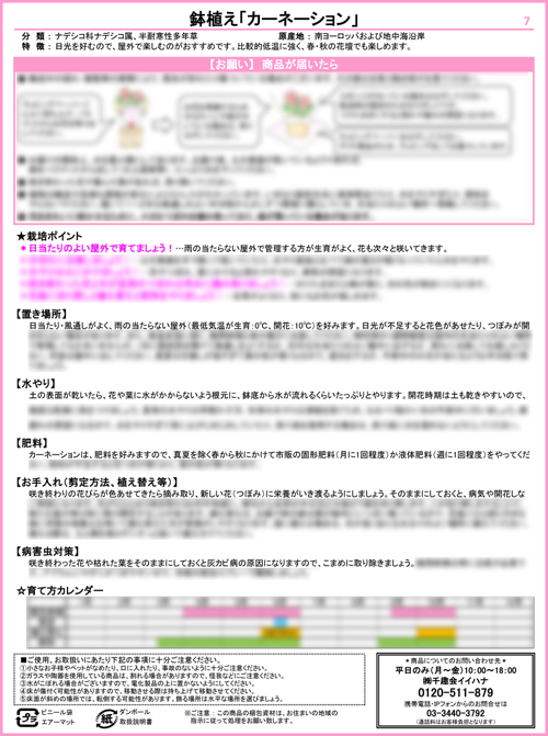 イイハナの栽培説明書 カーネーション