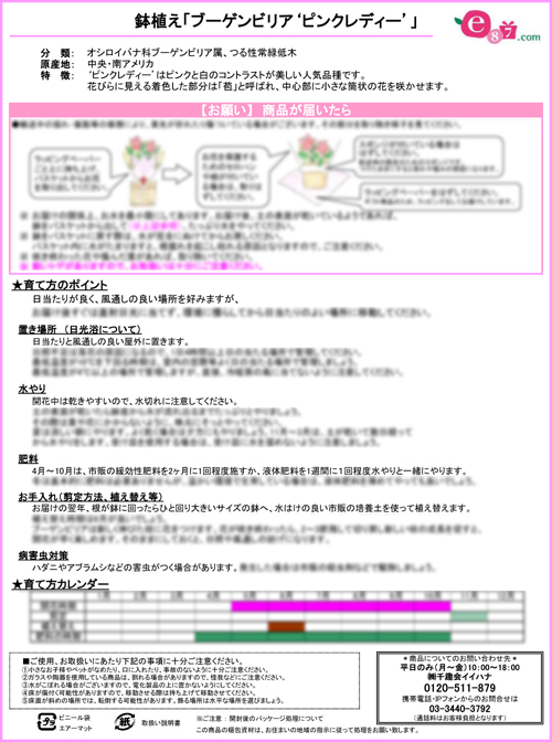 イイハナの栽培説明書 ブーゲンビリア ピンクレディー