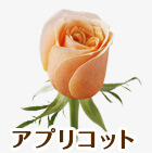 _[YuAvRbgv