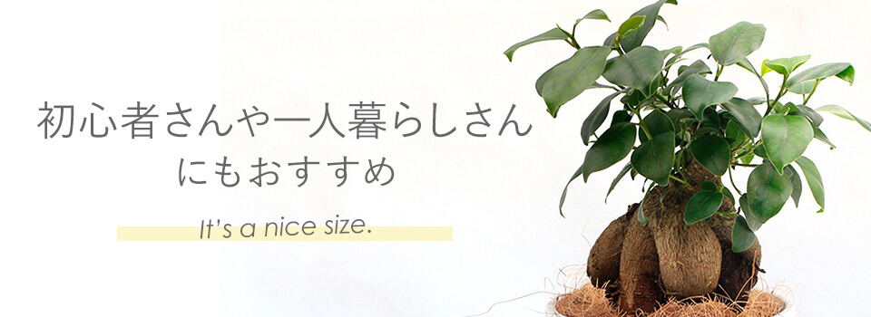 ���S�҂�����l��炵����ɂ��������� �T�X�e�B�[�t�����^�ϗt�A��