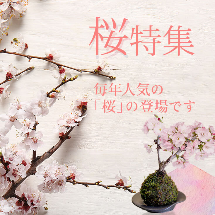 s���̃t�����[�M�t�g�E�v���[���g���W