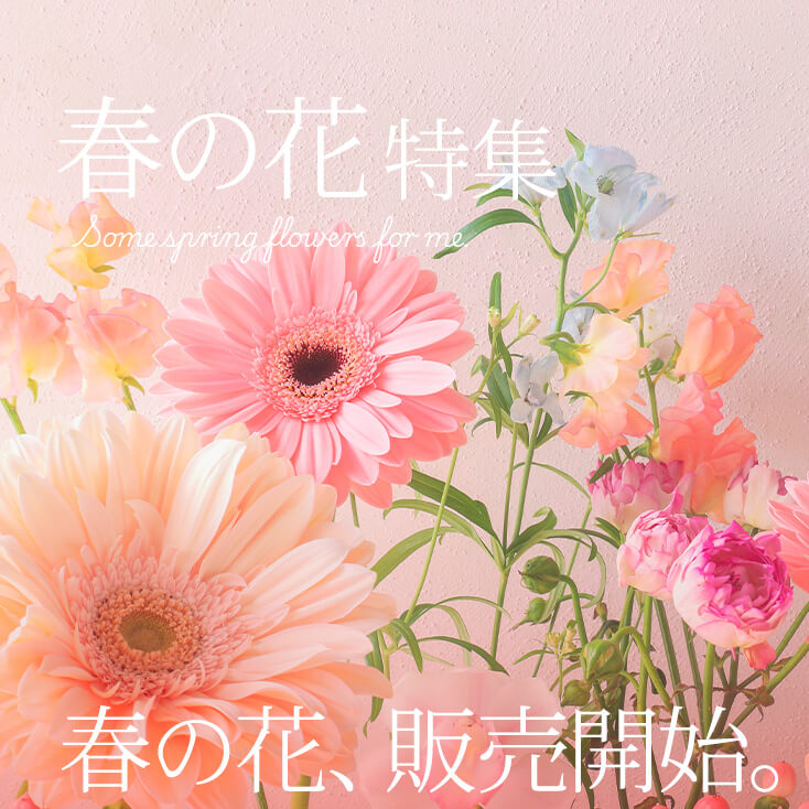 �t�̉ԃM�t�g�E�v���[���g���W2026