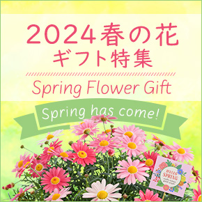 春の花プレゼント・ギフト特集