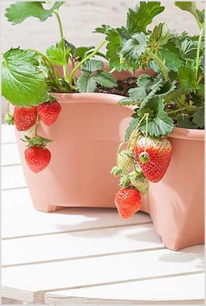 フラワーギフト通販のイイハナ ドットコム 千趣会の花とギフトの専門ショップ
