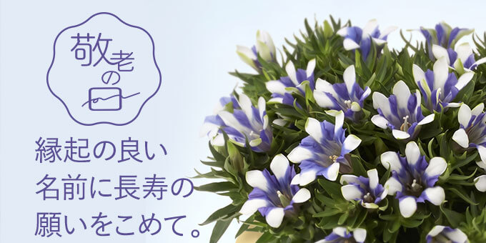 敬老の日のプレゼントに。長寿を願う秋の花「りんどう」特集