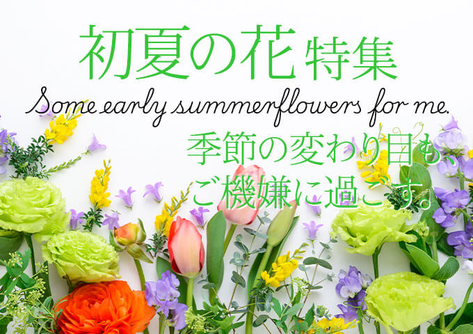 ���Ẳԃv���[���g�E�M�t�g���W2026���C���r�W���A���摜