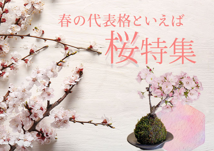 ���̃t�����[�M�t�g�E�v���[���g���W2026���C���r�W���A���摜