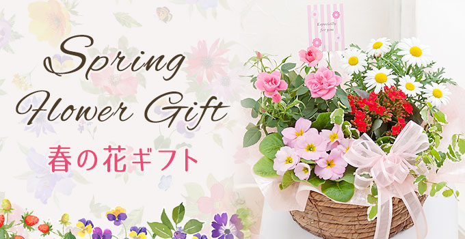  春の花プレゼント・ギフト特集