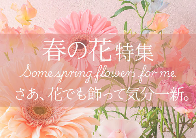 �t�̉ԃM�t�g�E�v���[���g���W2026���C���r�W���A���摜