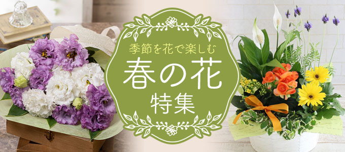  春の花プレゼント・ギフト特集