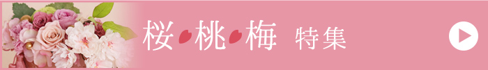 桜桃梅特集