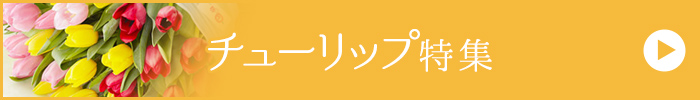 チューリップ特集
