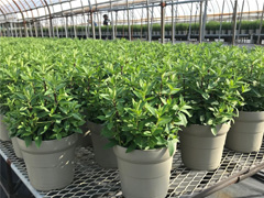 鉢植え「プレミアムりんどう 安代りんどう2色植え」 生産地