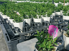 鉢植え「秋を感じるりんどう ももずきんちゃん」生産地