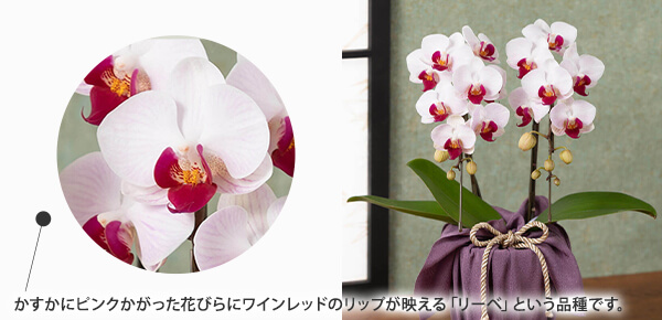 hV̓@AujӒ``ṽsbNAbv|Cg